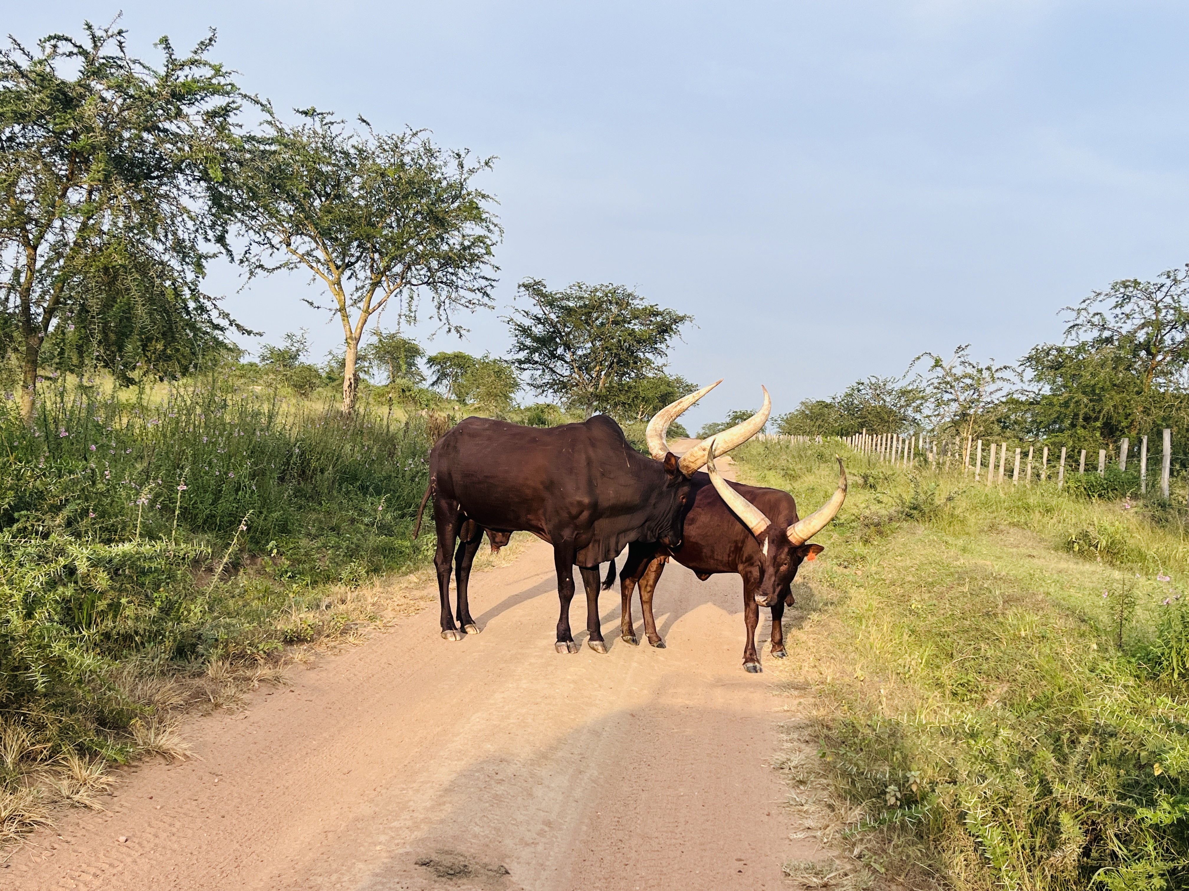 Vibrant birdlife in Uganda