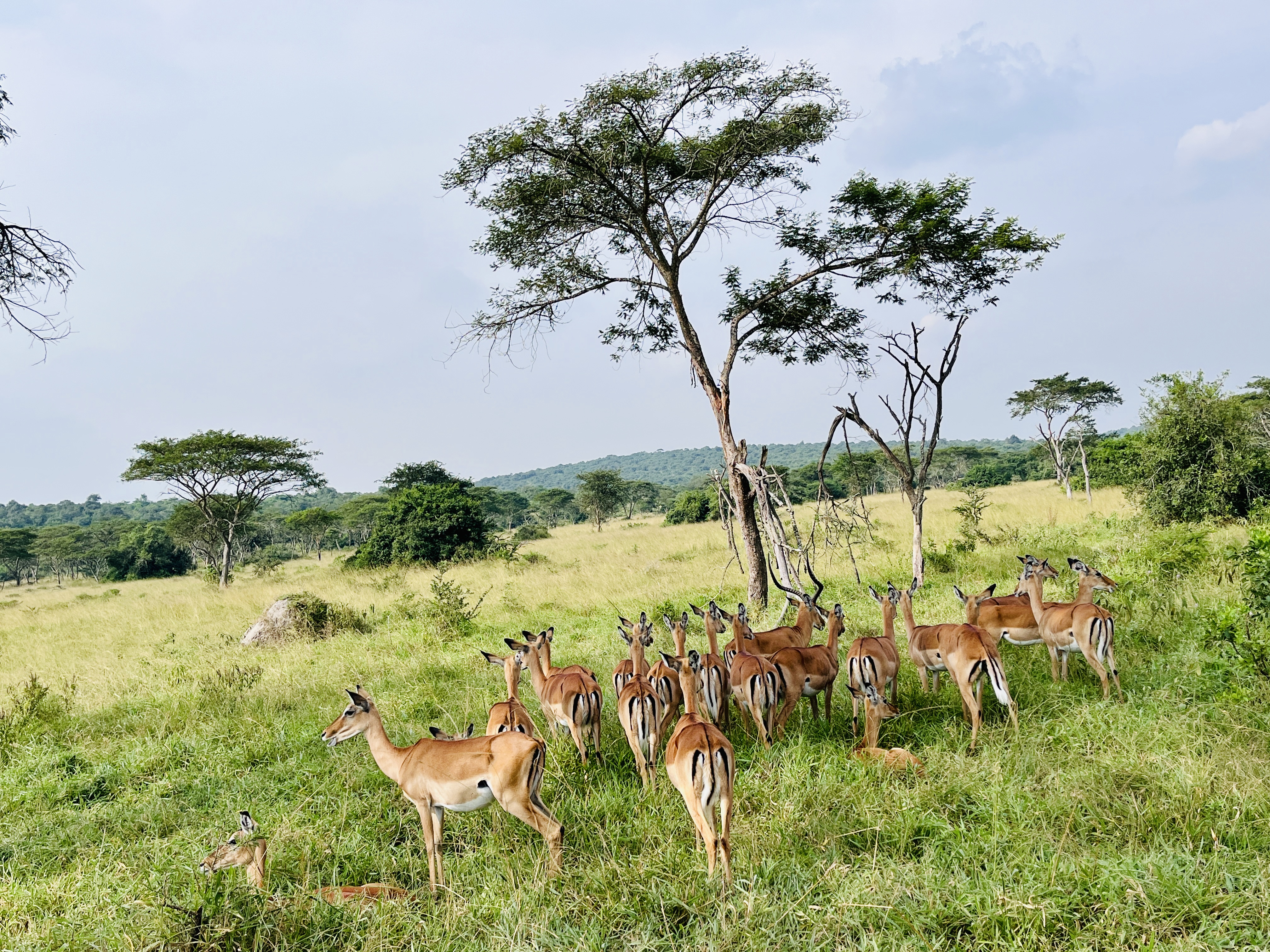 Graceful antelopes in the savannah