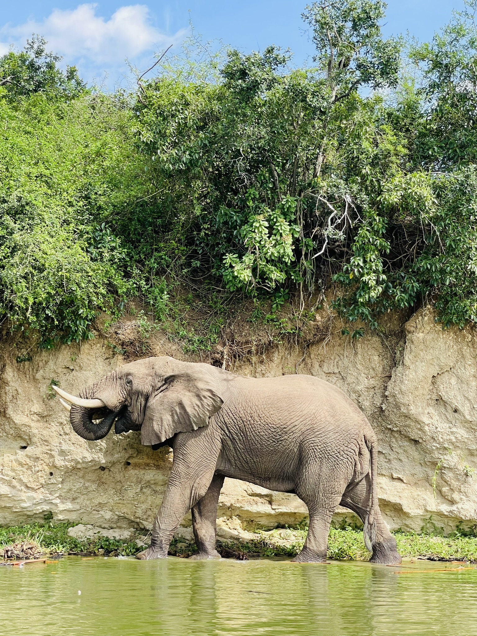 Majestic elephants in Murchison Falls