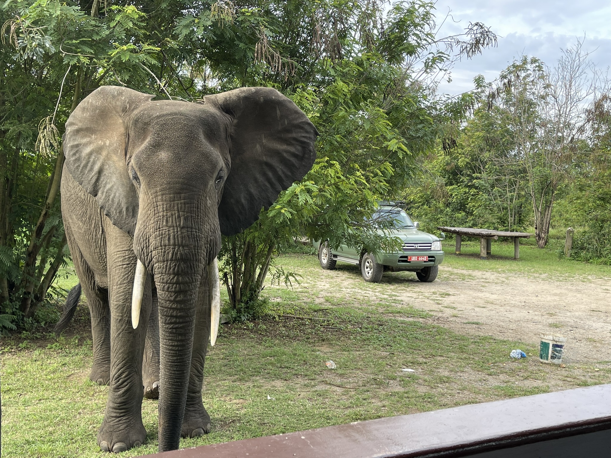 Elephants at the watering hole