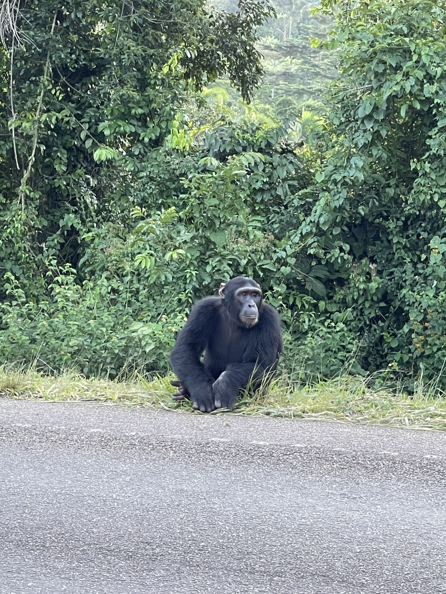 Mountain Gorillas of Bwindi